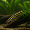 The Serpent of the Sand: Complete Care Guide for the Striped Kuhli Loach