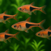 Harlequin Rasboras: Top 5 Reasons to Add These Vibrant Fish to Your Aquarium