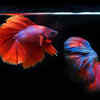 Fiery Red Betta Fish Display: The Stunning Majesty of Siamese Fighting Fish