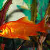 Vibrant Goldfish in Aquarium