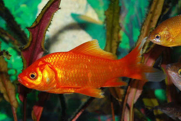 Vibrant Goldfish in Aquarium