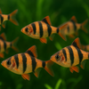 Striped &amp; Stunning: The Tiger Barb Fish