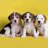 Paws of Diversity