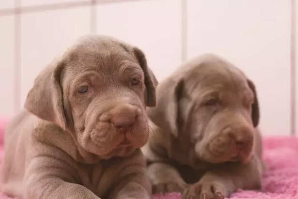 Nutrients for pregnant dogs