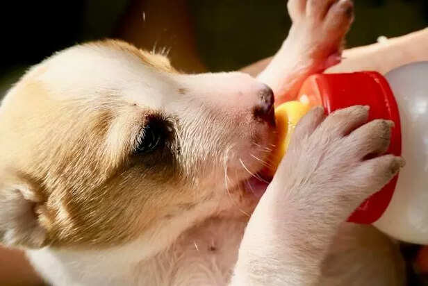 Pregnant dog