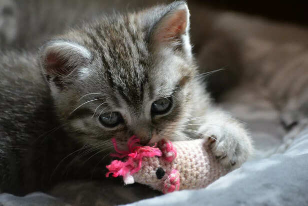 Adorable Tabby Kitten Playing with its Favorite Mouse Toy.