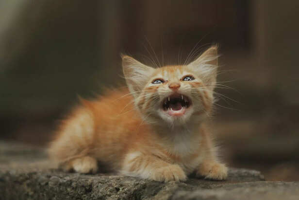 Feisty Ginger Kitten Showing Its Brave Side.