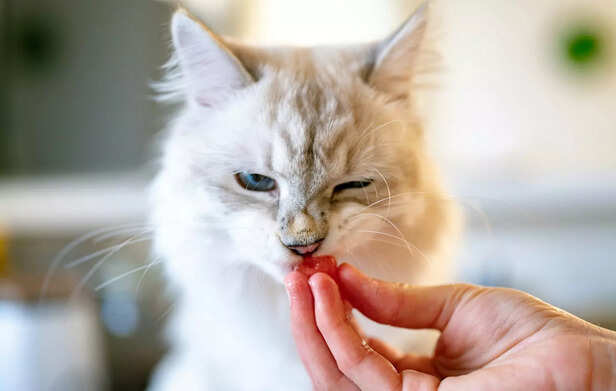 The Ultimate Sign of Feline Trust
