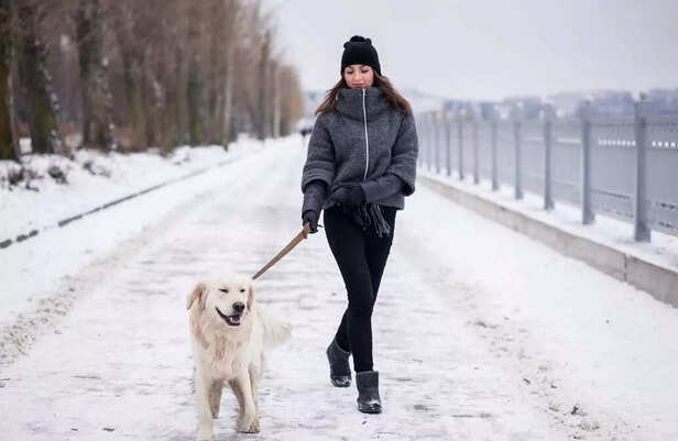 Morning walks hit different in winter  cold breeze, warm sun, and that happy tail leading the way!