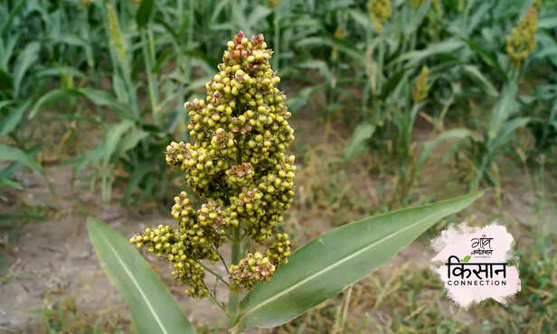 367104-millet-procurement-uttar-pradesh-up-kisan-mitra-millet-processing-farmers-1