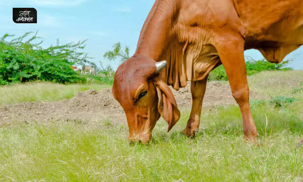 367716-nandini-krishak-samridhi-yojana-apply-online-uttar-pradesh-nand-baba-mission-gir-sahiwal-1