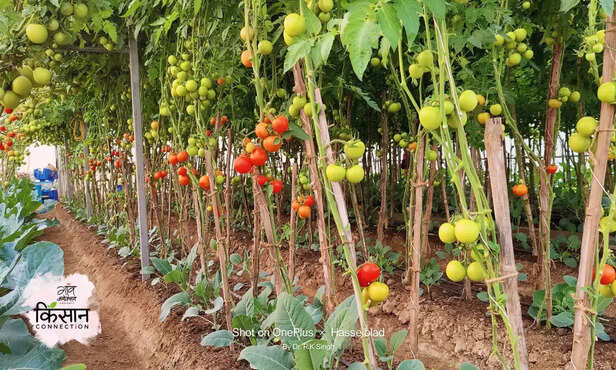 369861-tomato-cabbage-cauliflower-intercropping-vertical-farming-techniques-5