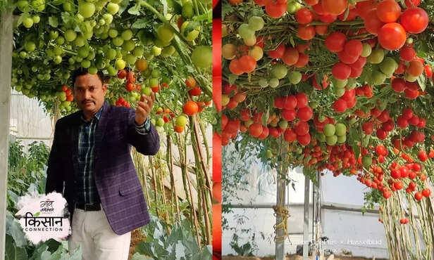 369880-369860-tomato-cabbage-cauliflower-intercropping-vertical-farming-techniques-1