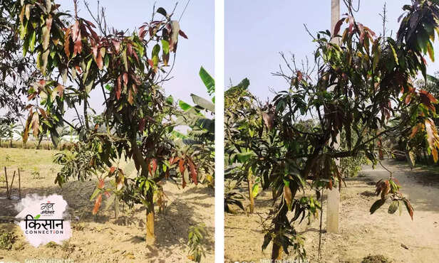 369859-mango-dieback-disease-treatment-management-integrated-disease-management-2