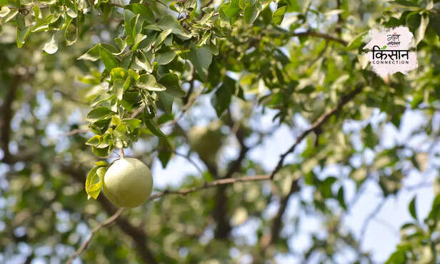 367938-indian-bael-fruit-farming-narendra-bael-cish-new-variety-3