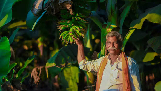 367223-banana-farming-micronutrient-fertilizer-high-yield-banana-farmers-4