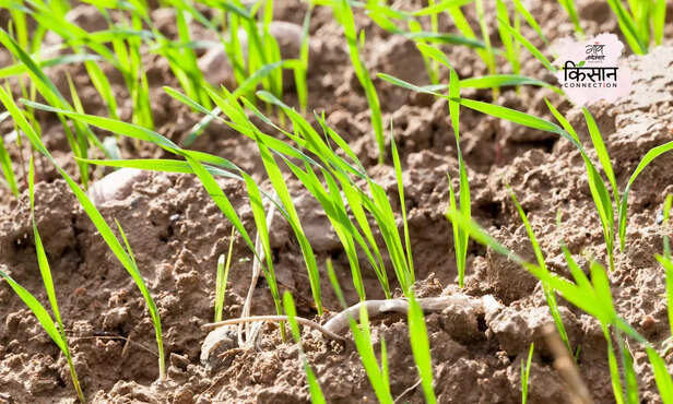 369912-wheat-farming-guide-growth-ecological-conditions-micro-nutrients-3