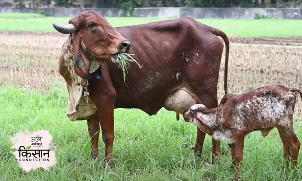 370183-gir-tharparkar-sahiwal-gangatiri-indigenous-cow-milk-production-mukhya-mantri-mukhya-mantri-pragatisheel-protsahan-yoajana