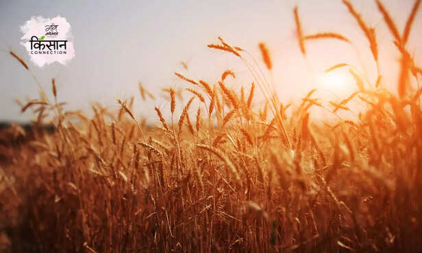 370909-unseasonal-rain-uttar-pradesh-agriculture-council-farming-advisory-weather-forecast-2