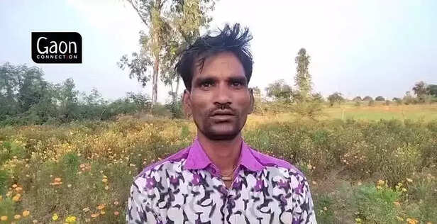 369579-marigold-farmer