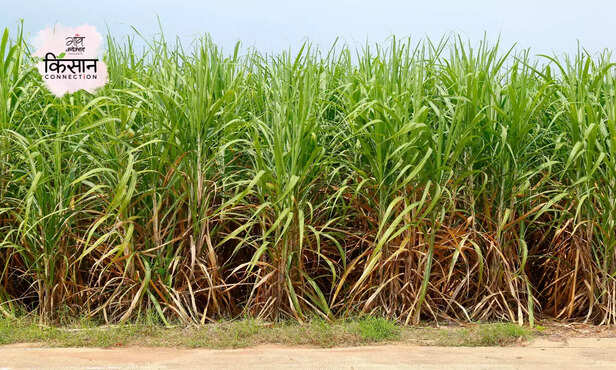 370910-unseasonal-rain-uttar-pradesh-agriculture-council-farming-advisory-weather-forecast-1