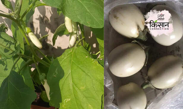 366648-kitchen-garden-organic-farming-mauritius-malaysia-high-commissioner-jagdishwar-govardhan-2