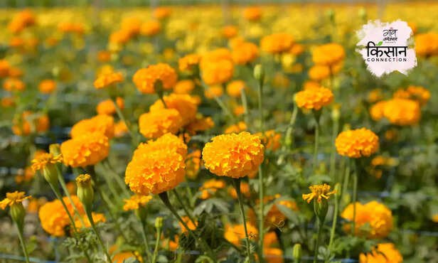 367806-marigold-farming-insect-disease-root-rot-fusarium-wilt-marigold-varieties-1