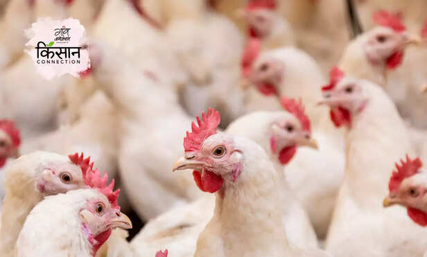 366065-heatwave-alert-animal-health-cattle-poultry-dog-shelter-green-fodder-1