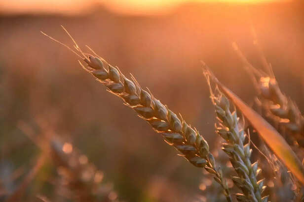 363771-wheat