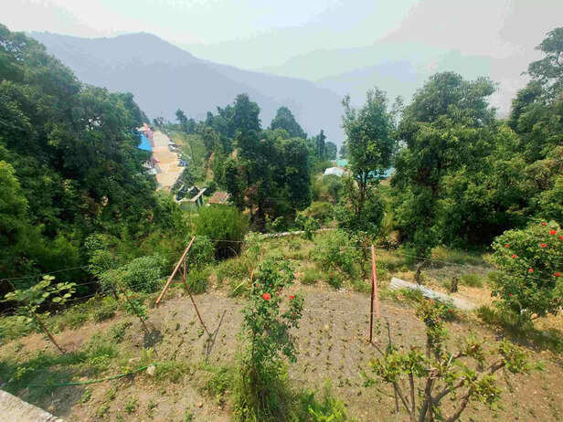 363358-t-bars-and-wire-mesh-help-the-kiwi-tree-with-support-and-growth-scaled