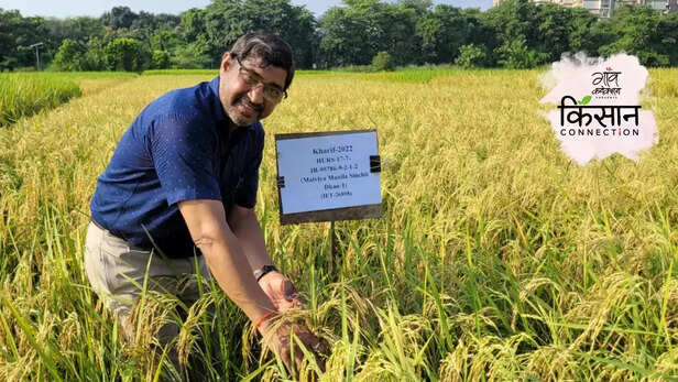 371033-365334-high-yield-paddy-variety-irri-bhu-malviya-manila-sinchit-dhan-1-disease-pest-resistance-1