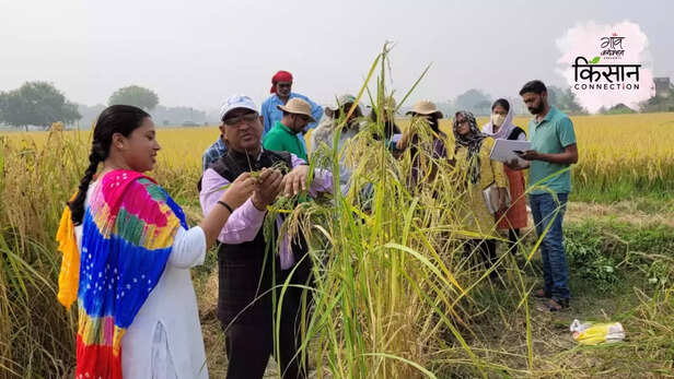 371035-365336-high-yield-paddy-variety-irri-bhu-malviya-manila-sinchit-dhan-1-disease-pest-resistance-3