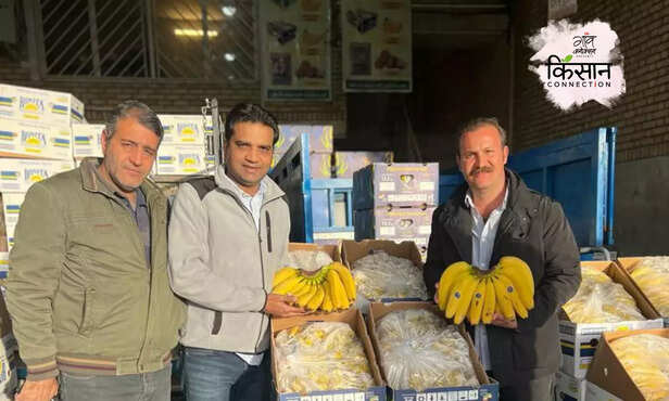 370404-banana-farmers-burhanpur-export-positive-story-banana-export-america-return-farmer-amol-mahajan-3