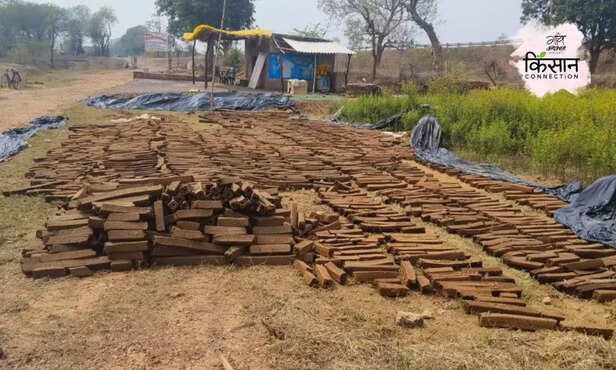 370499-cow-dung-wood-making-business-profitable-startups-madhya-pradesh-stray-cattle-dairy-animal-4