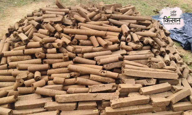 370500-cow-dung-wood-making-business-profitable-startups-madhya-pradesh-stray-cattle-dairy-animal-3