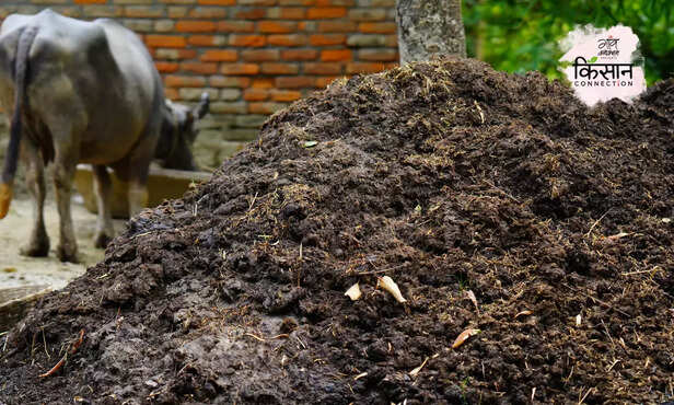 370501-cow-dung-wood-making-business-profitable-startups-madhya-pradesh-stray-cattle-dairy-animal-2