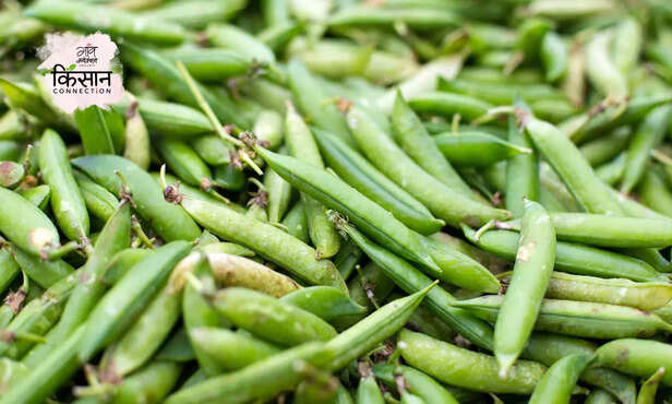 369612-green-peas-farming-winter-crops-disease-insect-cultivation-guide-3