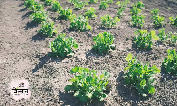 369613-green-peas-farming-winter-crops-disease-insect-cultivation-guide-2