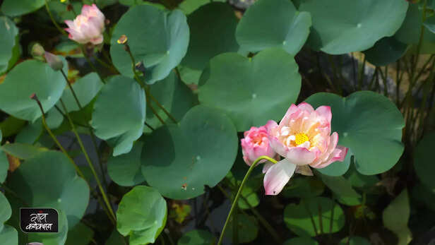367201-nelumbo-namoh-108-lotus-new-variety-csir-nbri-blooms-lotus-farming-diwali-kamal-1