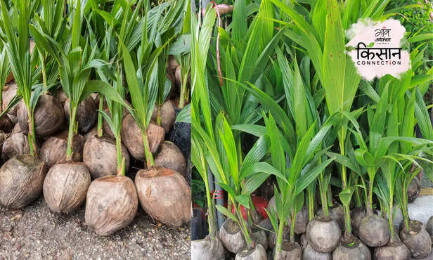 367059-coconut-farming-5