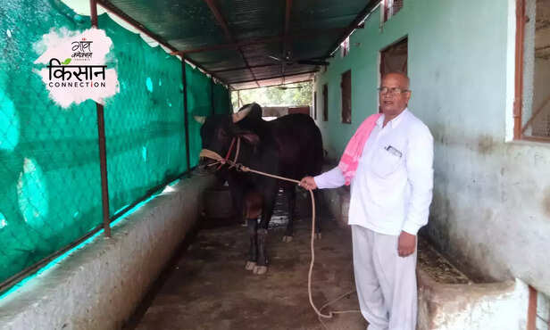 366370-kenkatha-cattle-native-breed-bundelkhand-survive-harsh-environments-4