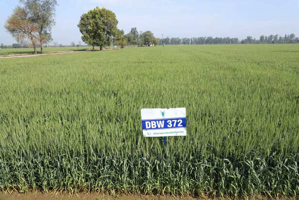 366747-new-wheat-variety-2023-icar-iiwbr-dbw370-karan-vaidehi-dbw371-karan-vrinda-dbw372-karan-varuna-1-scaled