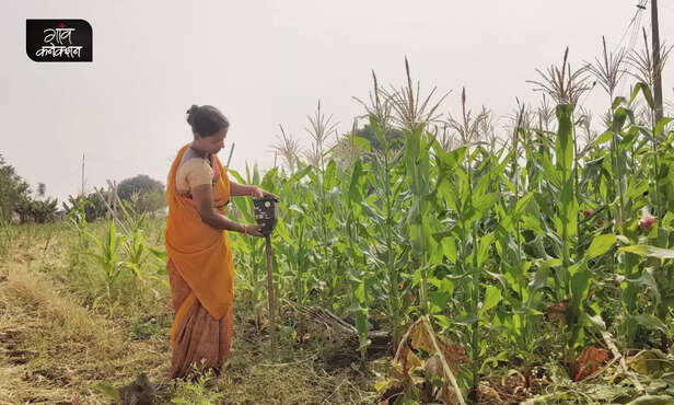 367751-solar-energy-decentralized-renewable-energy-human-animal-conflict-farming-agriculture-parabraksh-flashlight-5