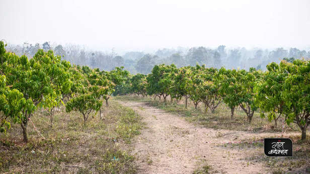 367153-mango-farming-advisory-september-to-january-insecticide-pesticide-3