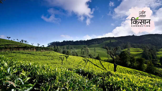 364624-darjeeling-tea-west-bengal-organic-farming-input-costs-low-production-climate-change-4