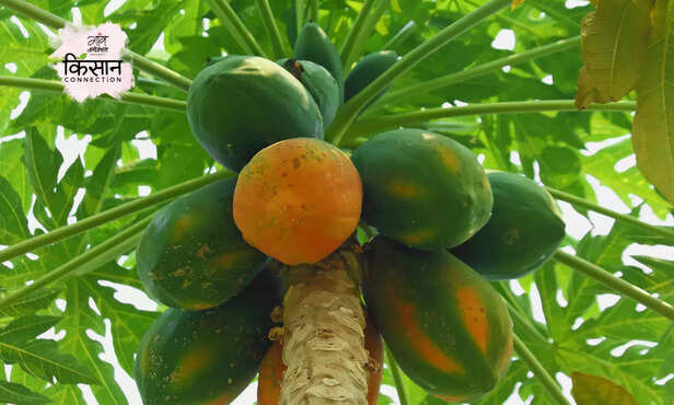 370842-papaya-farming-horticulture-crop-april-month-fruit-farming-3