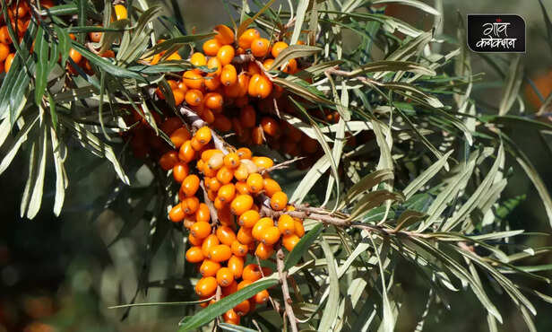 370383-sea-buckthorn-health-benefits-ladakhi-farmers-startup-drdo-himalayan-wild-berry-4