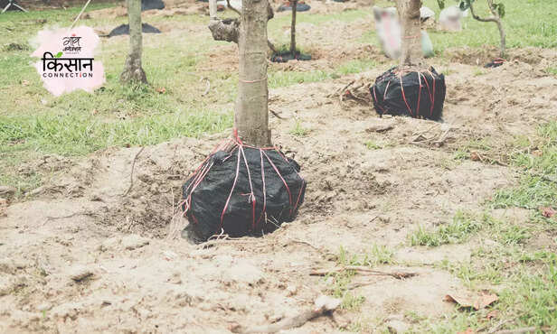 370023-big-tree-transplanting-techniques-mango-litchi-transplanting-method-3