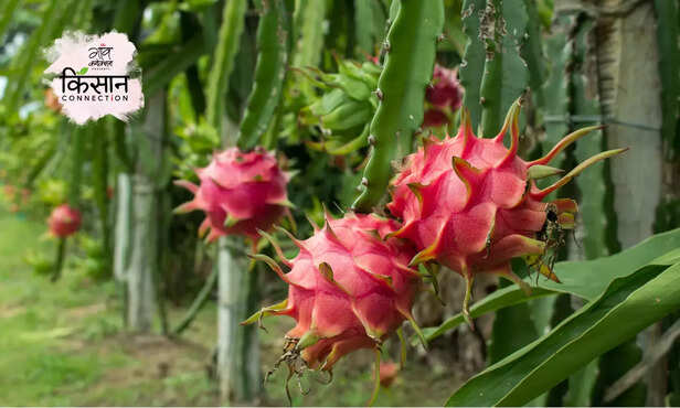 370167-dragon-fruit-farming-guide-full-information-plantation-soil-irrigation-harvesting-marketing-7