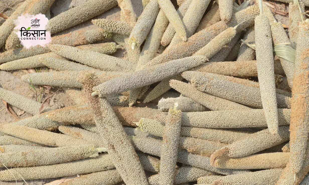 368884-millet-storage-pearl-millet-cultivation-harvesting-threshing-3